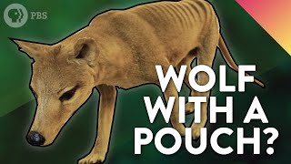 The Strange Evolutionary Story of the Thylacine [upl. by Melisse731]