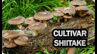 Como Cultivar Seta Shiitake En Casa  La Huertina De Toni [upl. by Eniretac]