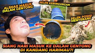 MISI EXTREME  ALSHAD MASUK KE GENTONG DI DALAM KANDANG HARIMAU  REAKSI SELEN LANGSUNG BEREBEDA [upl. by Meraree]