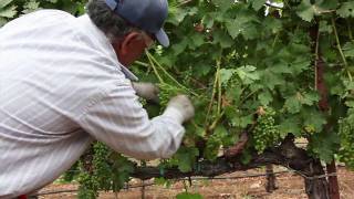 Grapevine Leaf Pulling and Thinning  How to Ripen Grapes on the Vine  Wine Education Videos [upl. by Biddy]