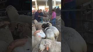 Livestock market in Kashgar China 🐑🐏 livestock livestockmarket kashgar [upl. by Leroi]