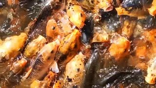 Golden CupSaipinasसाइपिनास मछलीtrending golden fish traditional Village fishing [upl. by Mclaughlin618]