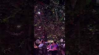 Rain forest restaurant viralvideo stuffedanimal amazingfood junglerestaurant junglefood [upl. by Krakow]