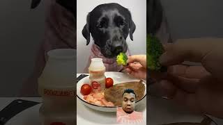 Dog khana kha raha hai😹😹😹 mukbang eatingshow eating dog labrador dogbar chowchow dogleg dog [upl. by Yenahc693]