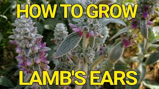 How to grow Lambs Ears Stachys Byzantina [upl. by Norby]