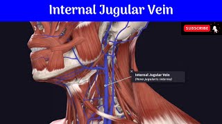 Internal Jugular Vein  Commencement  Termination  Relations  Tributaries  Applied Anatomy [upl. by Echo848]