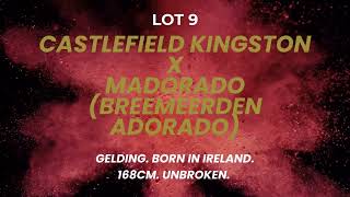 Lot 9  Castlefield Kingston X Madorado Breemeersen Adorado 3 yr old Gelding [upl. by Eiralam886]