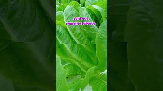 Romaine lettuce sold outromaine garden hydroponics farming farmlife formerofw proudfarmer [upl. by Shaina]