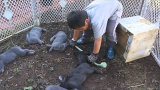 Kids learning to kill and butcher rabbits  disturbing [upl. by Mayram184]