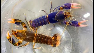 How to Breed Crawfish for Profit Unlocking Rare Colors [upl. by Ayian]