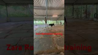 Rottweiler Zara Training vlog 1 [upl. by Arte338]