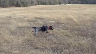 2015 Blood Trailing  Bluetick Training feat Jedidiah The Hound [upl. by Nurse]