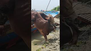 Goru goru ailo re গরু youtubeshorts goru cow viralvideo viralshorts bull amba animals [upl. by Outlaw]