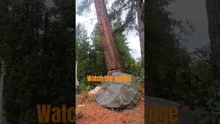 Tattletale Wedge olympia washington pnw arborist treeremoval treefelling wood sequoia [upl. by Hodess19]