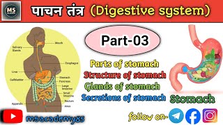 How to digestive system works I Digestive system I anatomy and physiology I Biology I human body l [upl. by Hael]