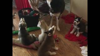 Howling Husky Puppies [upl. by Yukio]