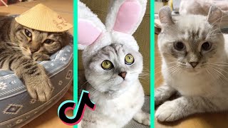 kore nani neko tiktok cat compilation  afuneko song [upl. by Rebbecca]