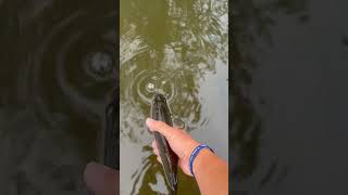 Spotted bass release flyfishing catchandrelease lmb streamer freshwaterfish [upl. by Rehtae836]