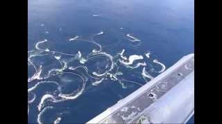 Sitka Alaska Herring Fishery 2008  From the air [upl. by Orel]