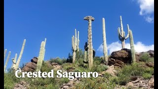 Crested Saguaro [upl. by Sidalg]