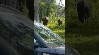 mudumalai tiger reserve [upl. by Inahteb986]