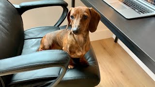 What it’s like working from home with a mini dachshund [upl. by Flower]