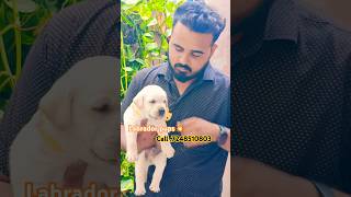 Labrador pups  Pet shop in Uttarakhand Dehradun Rishikesh Haridwar Roorkee Saharanpur Up [upl. by Sina865]