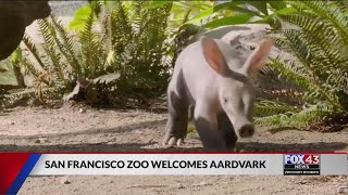 First baby aardvark born at San Diego Zoo Safari Park [upl. by Mukerji]