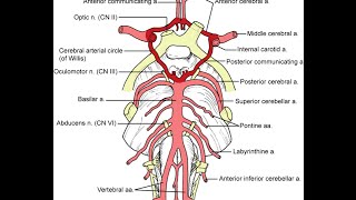 Introduction to skull meninges ventricular system and brain [upl. by Anevad]