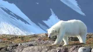 Polar Bear Female Swimming  Svalbard cruise [upl. by Combe97]