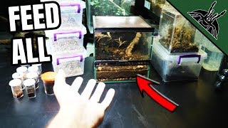 FEEDING all of my SPIDERS no tarantulas [upl. by Lowney]