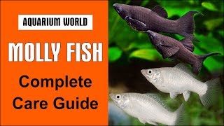 Molly Fish Complete Care Guide [upl. by Pudendas]