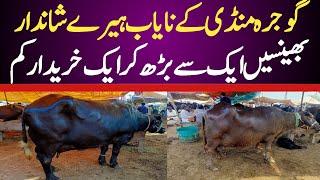 Today Buffalo Fresh Rates update  Gojra Maweshi Mandi  Buffalo Mandi 2024 [upl. by Brenn]