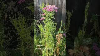 Yarrow 🌿 July bloomsday floweringplant [upl. by Mohl]