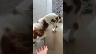 Playful Cavalier King Charles spaniel puppy [upl. by Keeton]