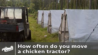 How often do you move a chicken tractor [upl. by Odericus178]