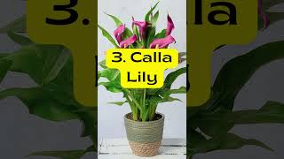 6 Toxic Houseplants plants houseplants indoorplants [upl. by Colson]