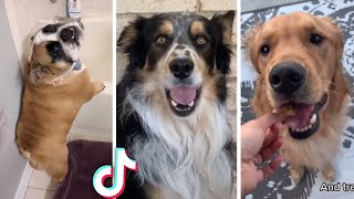 Most Viral DOGS on the internet 🐕 Ultimate Funniest Doggos Compilation [upl. by Ahcirt]