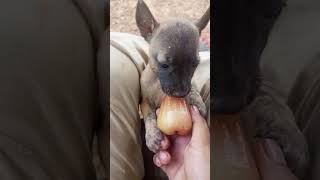 Puppies eat Wax apple haha [upl. by Hoo]