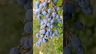 Berberis Darwinii vs Mahonia wildfood foraging [upl. by Voletta]