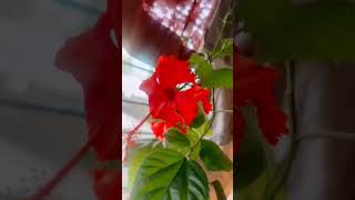 hibiscus flower plant red hibiscus flowers mahadev youtubeshorts shivpuran viraltrend [upl. by Eenahs832]