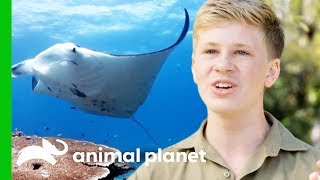 Robert Goes Deep Sea Diving With Manta Rays  Crikey Its The Irwins [upl. by Eelra]