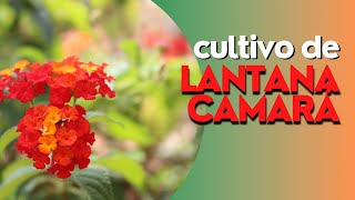 COMO CULTIVAR LANTANA CAMARA [upl. by Nosro]