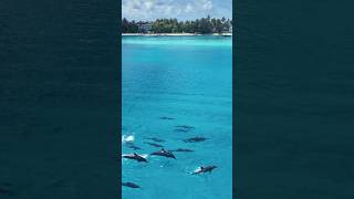 Spinner Dolphins playing and interacting with us in Fulidhoo Lagoon 🐬😍 beautifuldestinations [upl. by Ul]