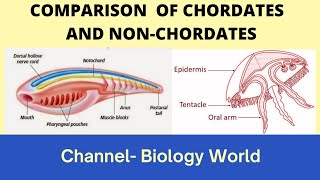 Comparison of Chordates and NonChordates  Differences between chordates and Nonchordates [upl. by Jule]