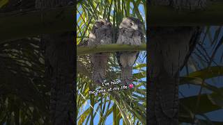 Have you Caught the Tawny Frogmouth Fever 💘 cute birds australia music [upl. by Defant]