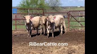 3 Charolais Bulls 0326  Cattle for sale [upl. by Matronna]