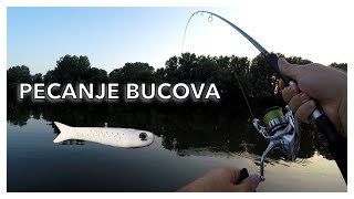 Pecanje Bucova Glavinjarom Lastin Rep [upl. by Milka861]