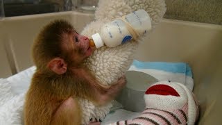 Funny Monkey Videos  A Funny Monkeys Compilation 2017 [upl. by Areik]