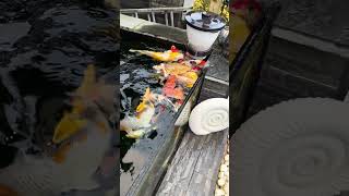 Beautiful koi carp feeding stunning koi ponds stunning friday [upl. by Ladiv]